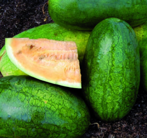 three oblong, green watermelons and one quarter-sliced, yellow-colored watermelon