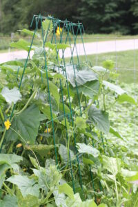 A vertical green wire trellis with cucumber vines growing up it