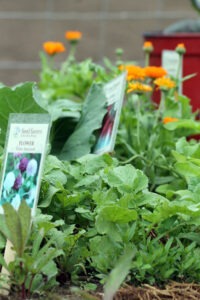 A group of many different plants growing together, with several plant labels