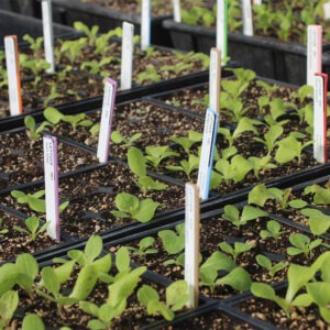 Many small containers with soil and green seedlings with label sticks throughout