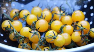 A pile of tiny yellow cherry tomatoes in a metal strainer