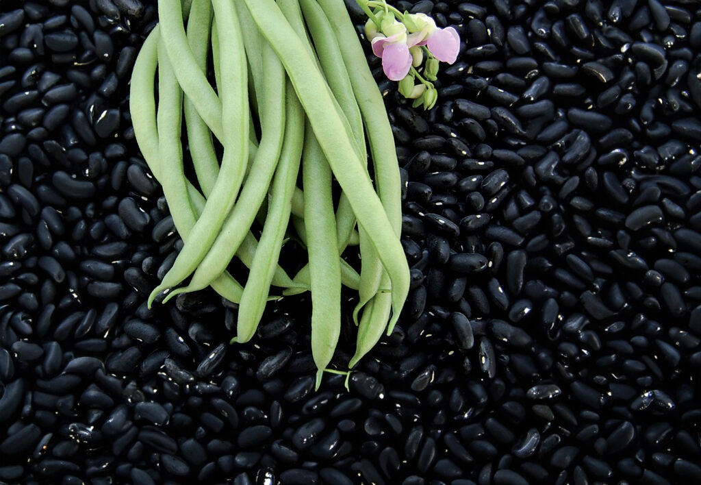 fresh green beans set on top of black bean seeds