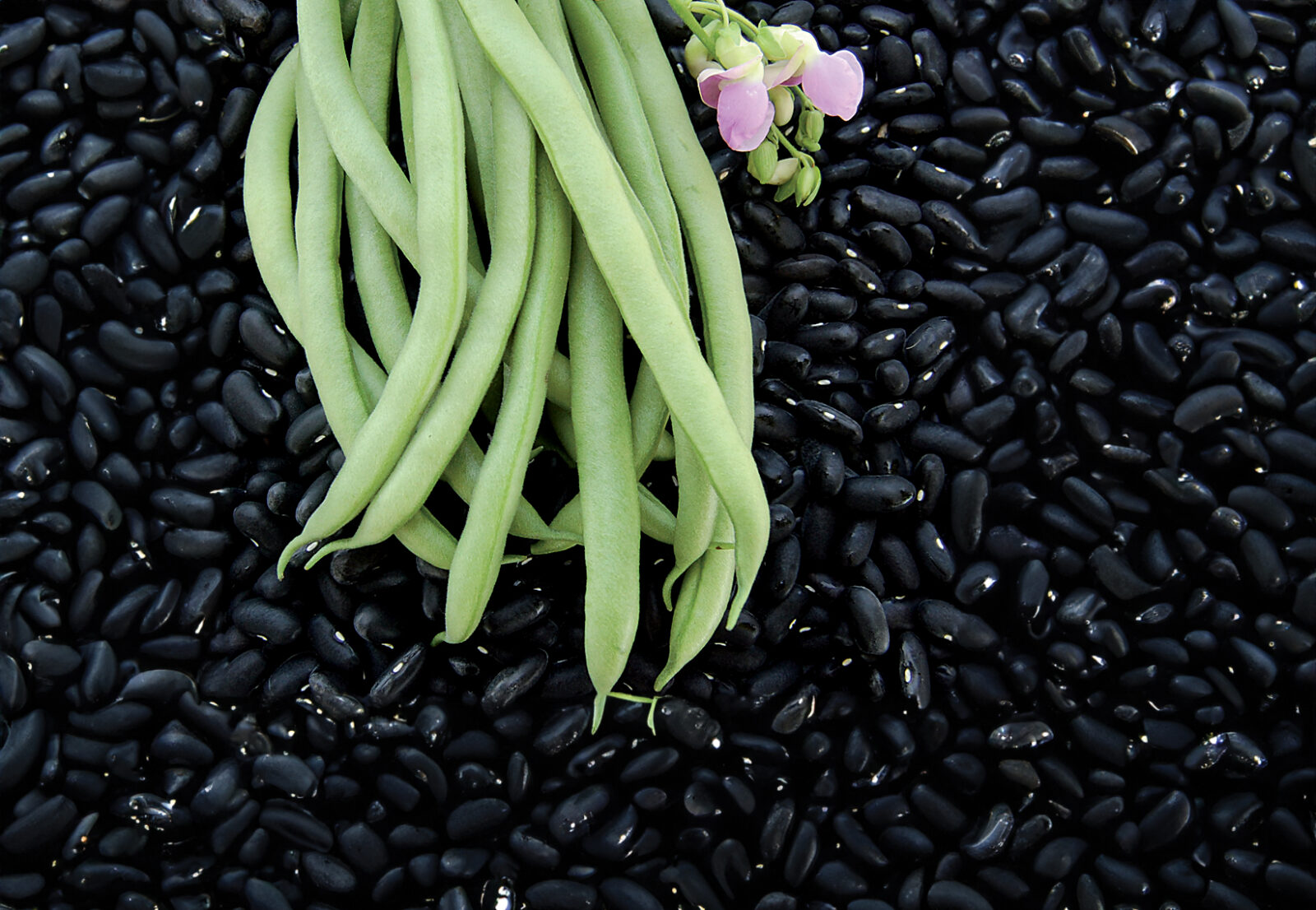 Bean External Growing Guide: Beans - SeedSavers
