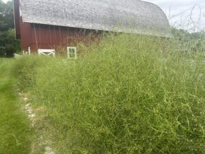 A large patch of fruiting 'Three Pound Coffee Can' asparagus with a red barn in the background