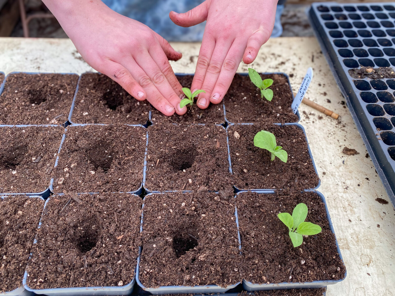 Two hands packing a young eggplant seedling into a larger pot