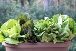 Four lettuce plants planted in a small deck railing planter