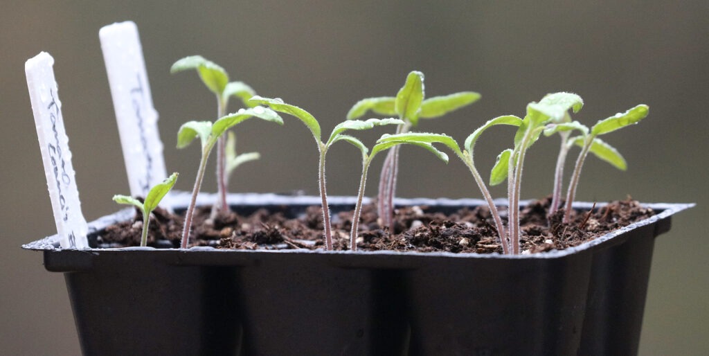 Several small tomato seedlings growing in a plastic tray with two white plant labels