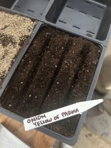 A plastic tray filled with soil and small furrows with small black seeds