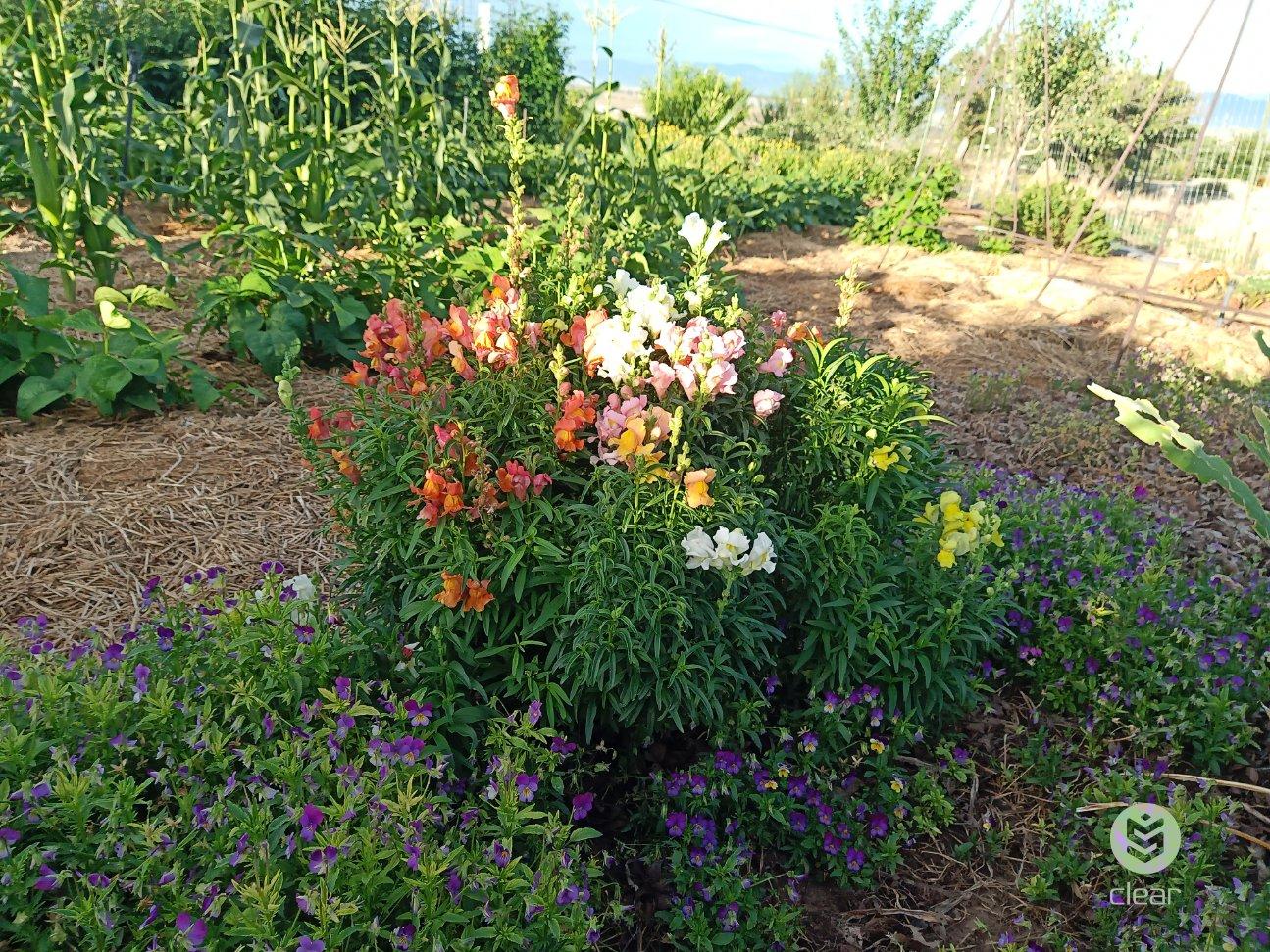frandsen_jane_1 A bunch of colorful snapdragon flowers next to shorter purple flowers in a large garden