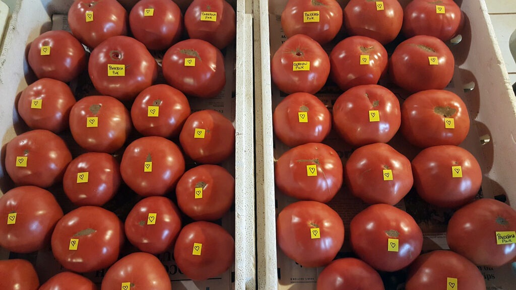 Two crates of large red tomatoes stored with the blossom end up.