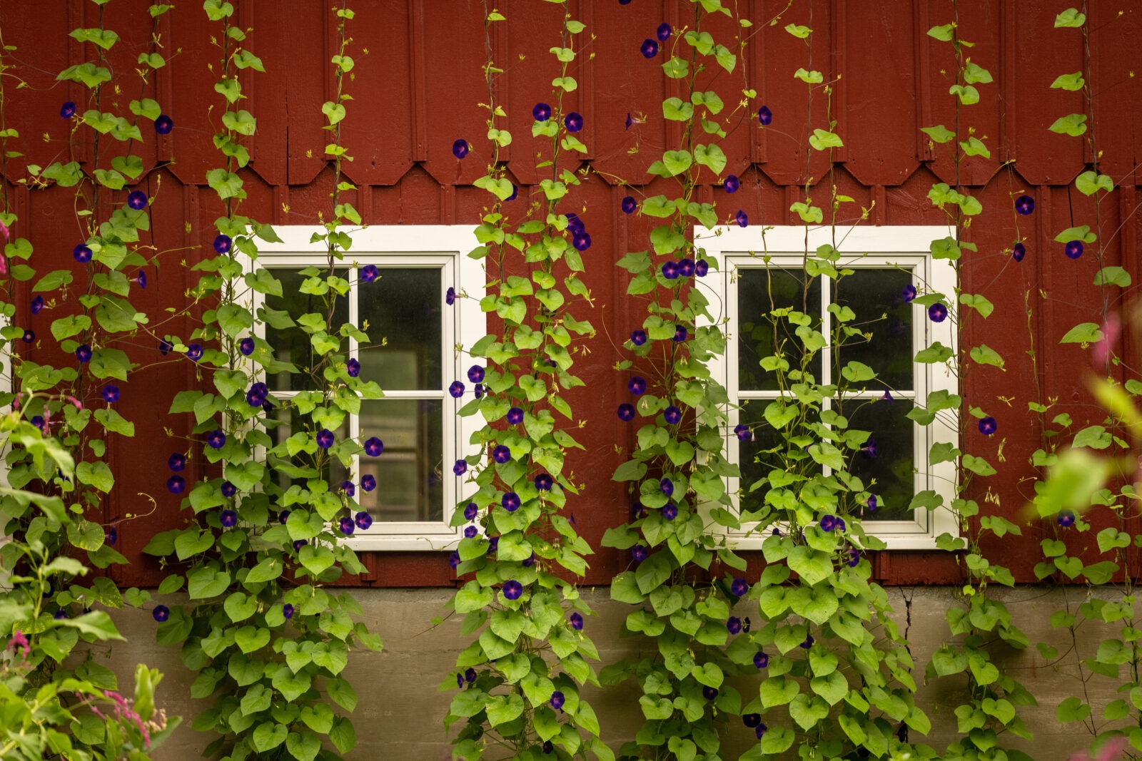 Many tall vines with purple 'Grandpa Ott's' morning glory flowers climbing up the side of a barn