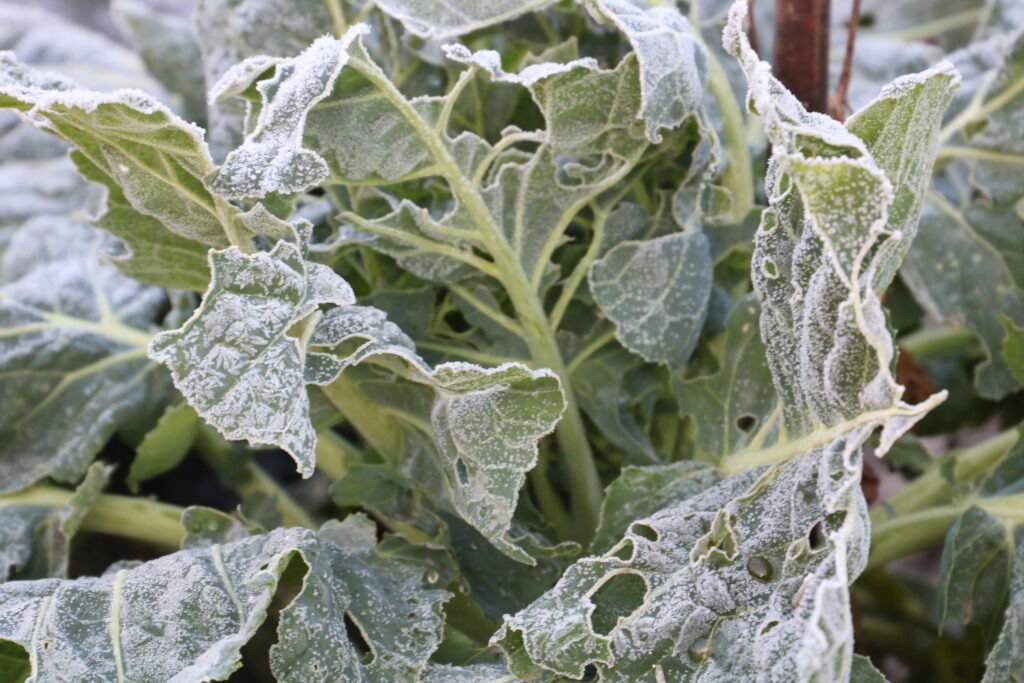 A large green collard plant covered in a light layer of frost