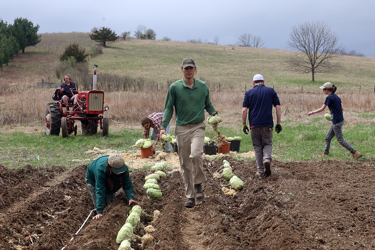 A farm team plants second year cabbage in a field.