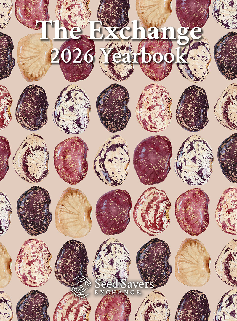 Many colorful beans on a tan background