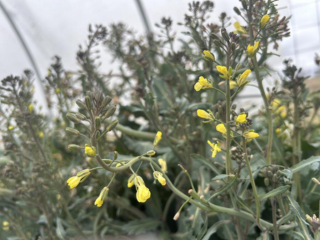 Second year collard plants with small yellow flowers and purple buds