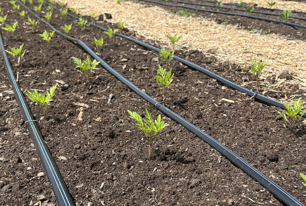 A garden bed with young flower transplants and drip irrigation tape installed