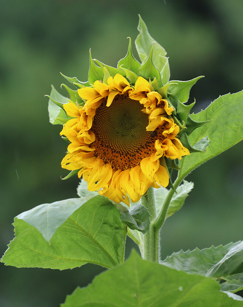 A large 'Mongolian Giant' sunflower bloom in the rain