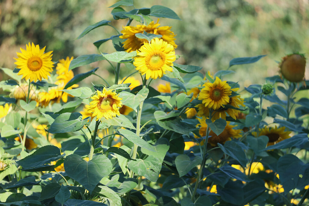 A row of tall yellow sunflowers