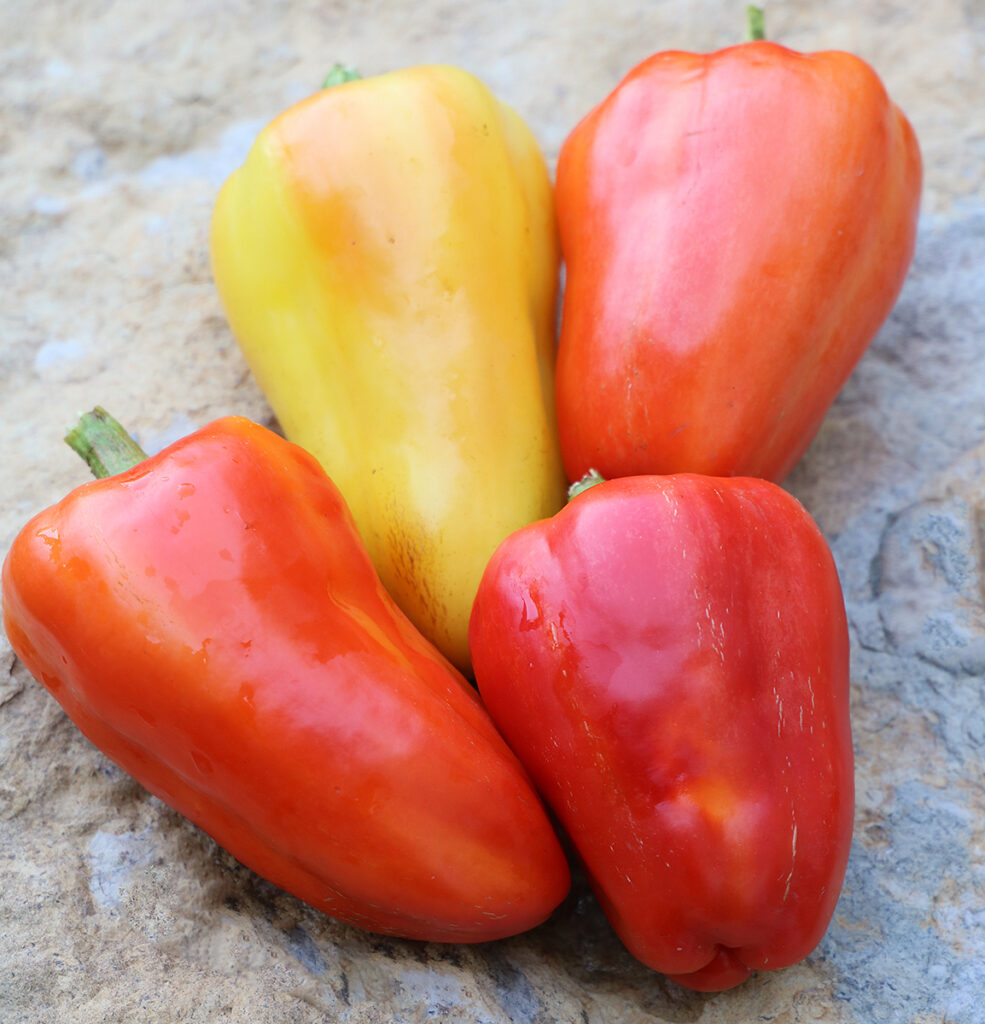Four 'Feher Ozon Paprika' peppers, ranging in color from yellow to red