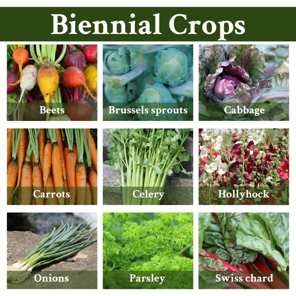 A grid showing different biennial crops