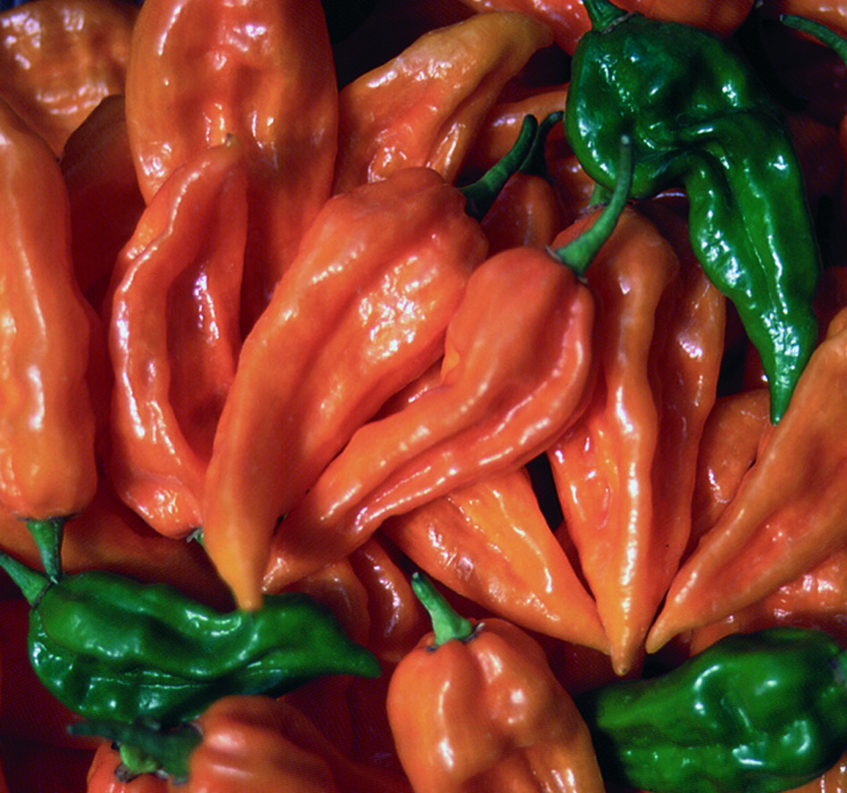 Many orange 'Fatalii' habanero peppers with a few immature green peppers