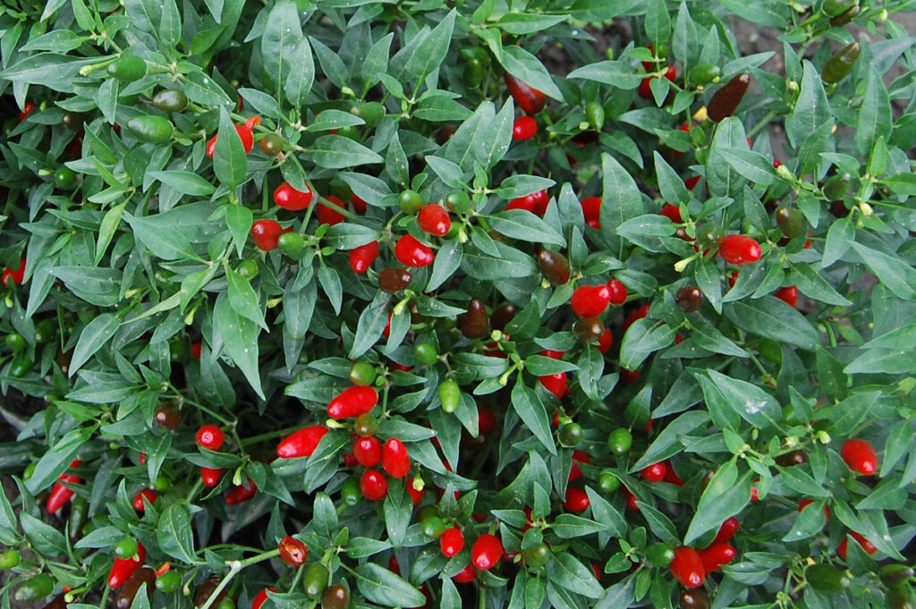 A 'Thai Hot' pepper plant with dozens of tiny red peppers