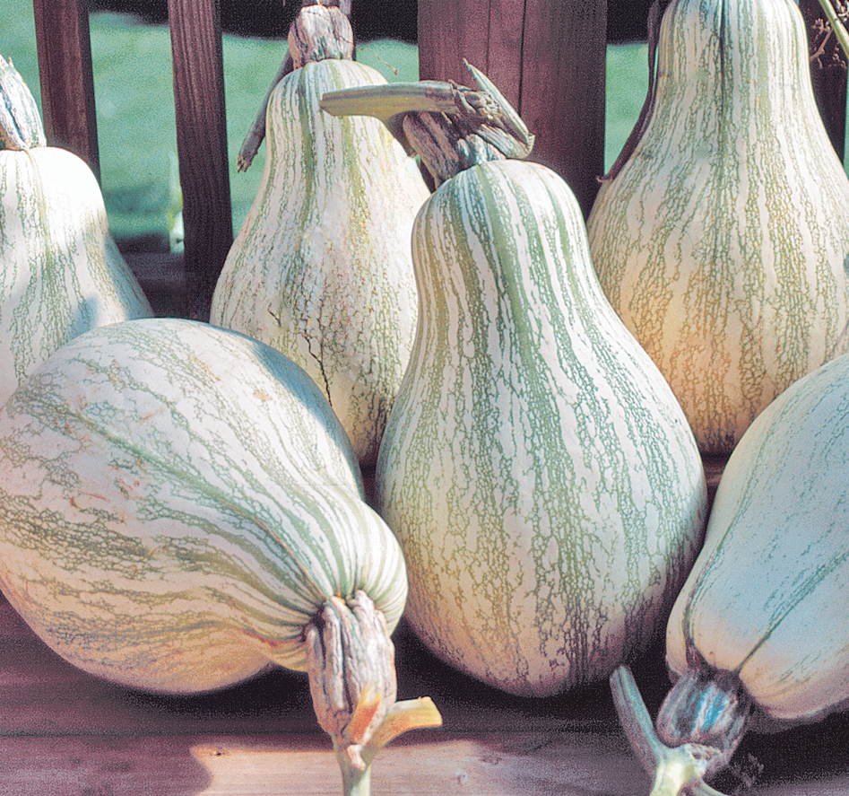 A group of six large, pear-shaped 'Tennessee Sweet Potato' squash on a wood bench.