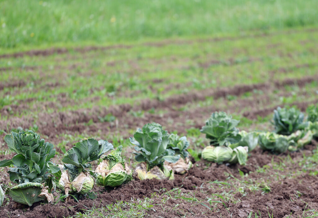 A row of second-year cabbages with new growth coming out of their tops