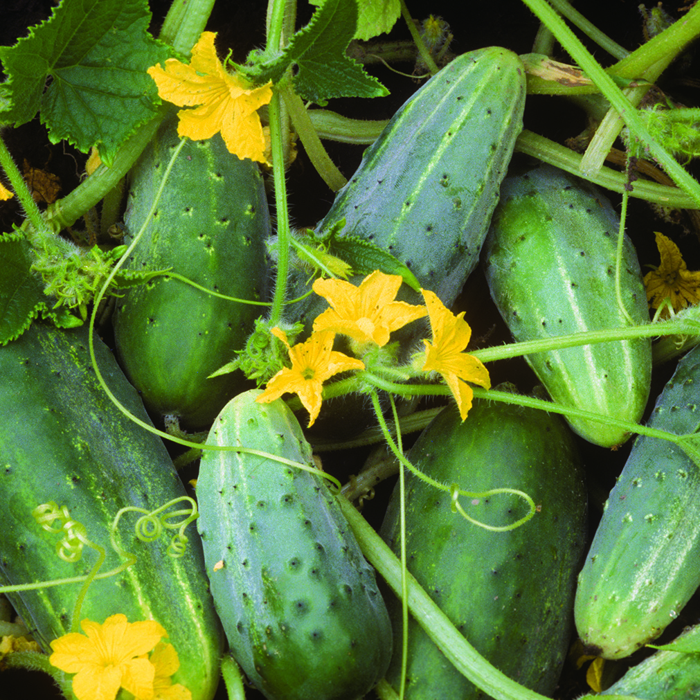 A pile of short, green, 'Bushy' cucumbers tangled up in vines with yellow flowers.
