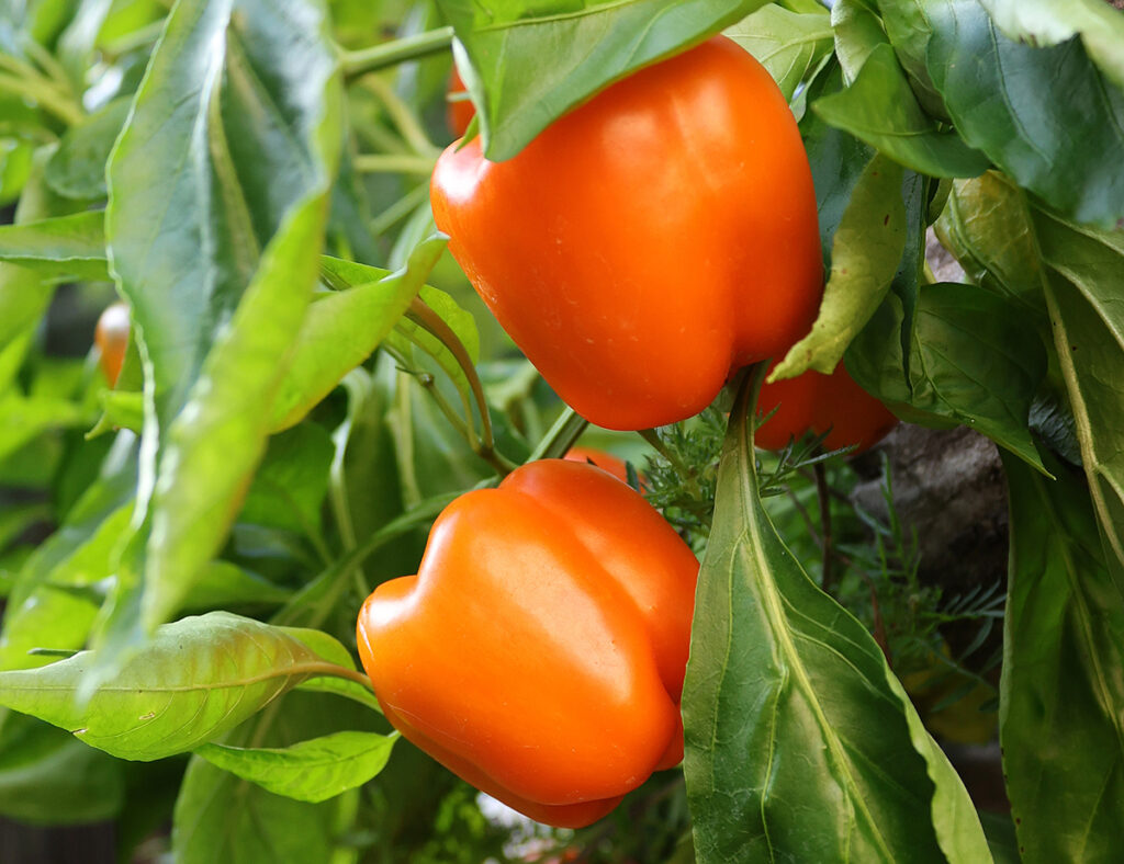 Two 'Orange Bell' peppers hanging from a pepper plant