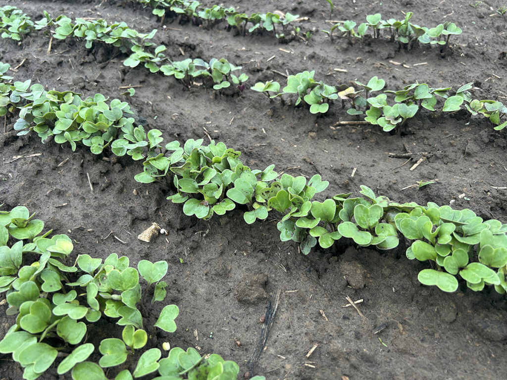 Four rows of tiny, very young radish seedlings
