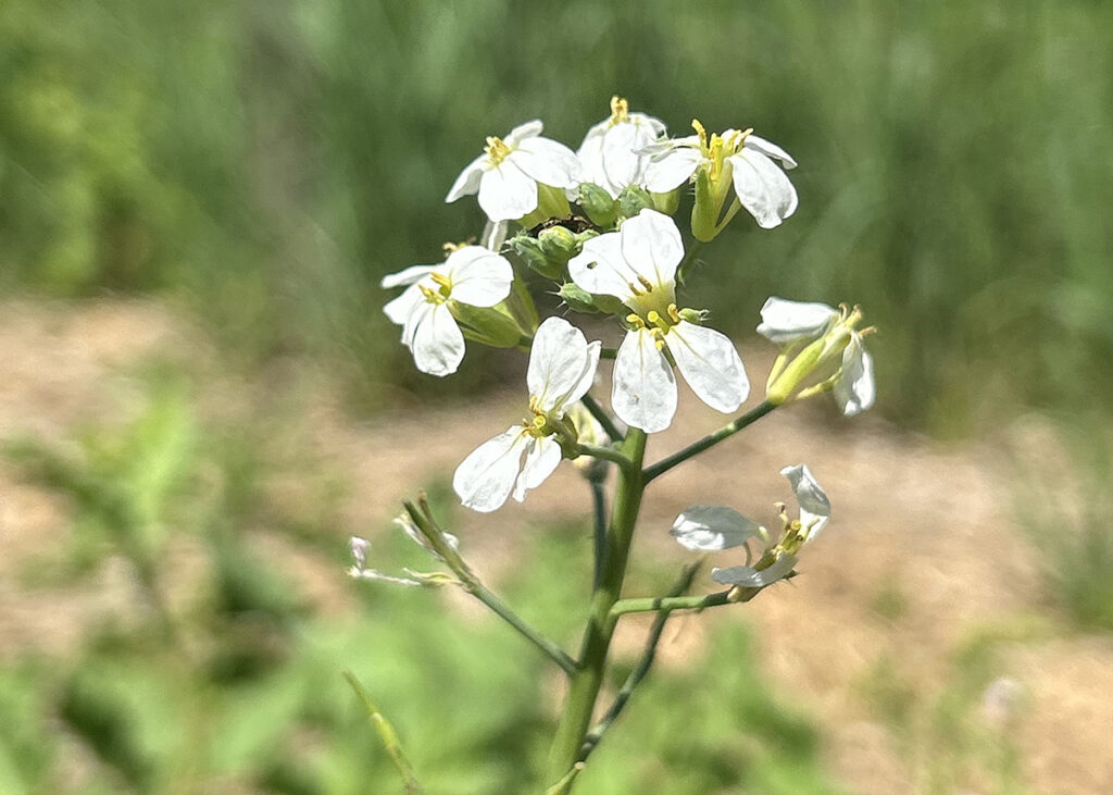 A radish flower head with little white flowers