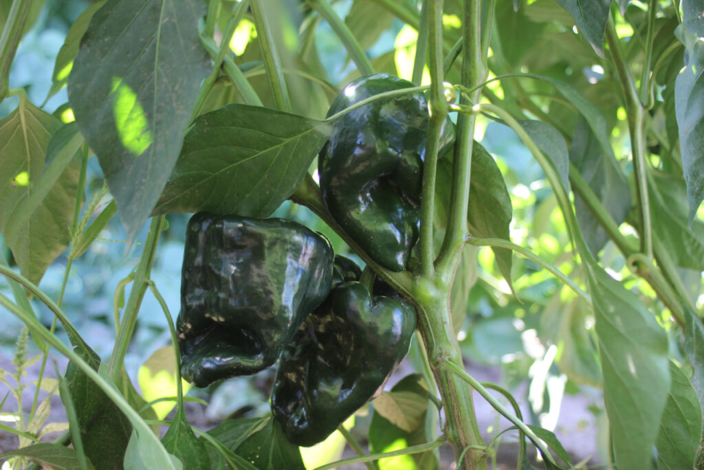 Several dark green 'Ancho Gigantea' poblano peppers hanging from the plant