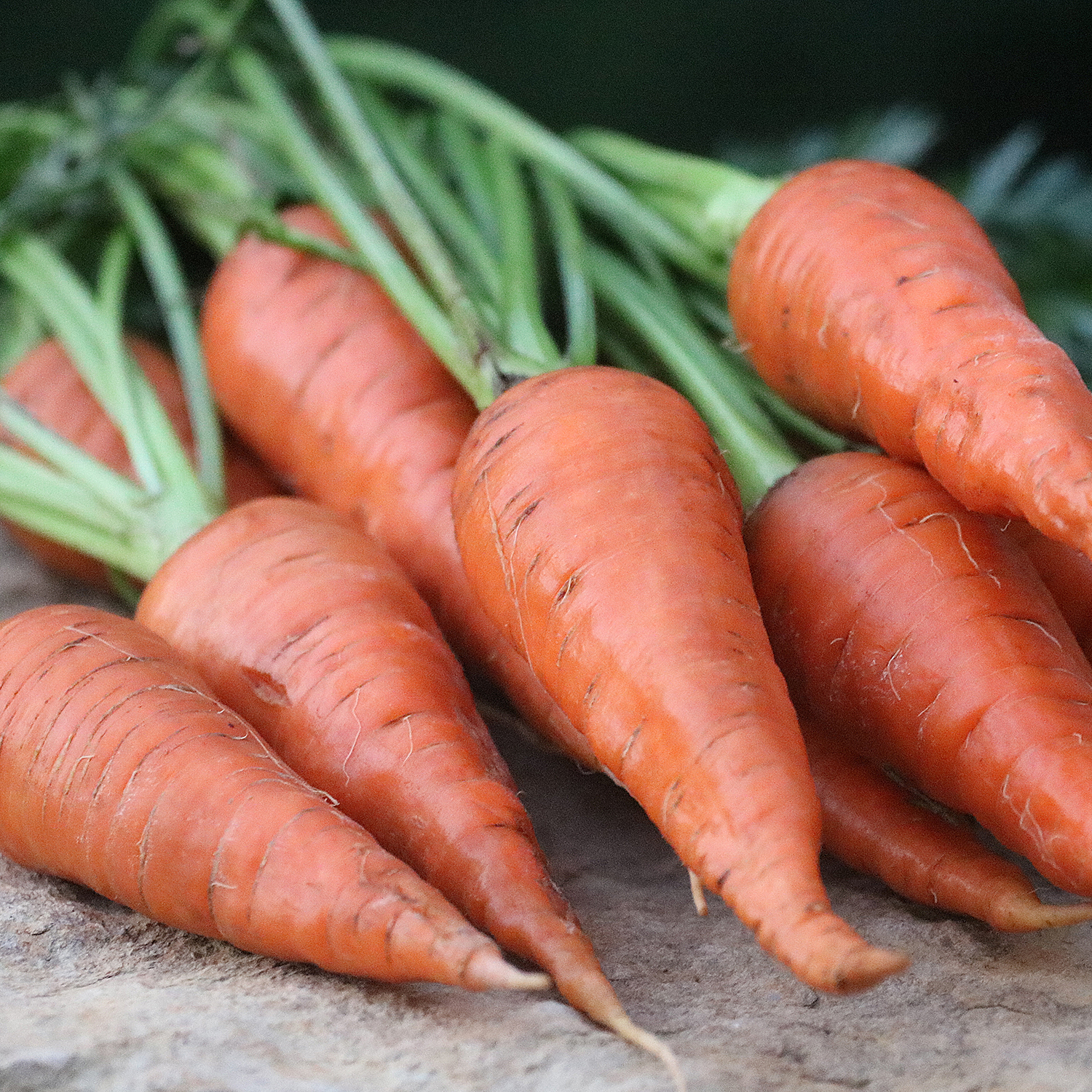 A group of orange, triangle-shaped 'Danvers' carrots with green tops on a rock surface