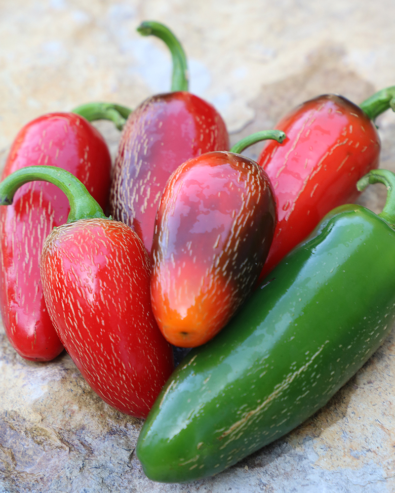 A small pile of red 'Jalapeno Traveler Strain' peppers and one green pepper