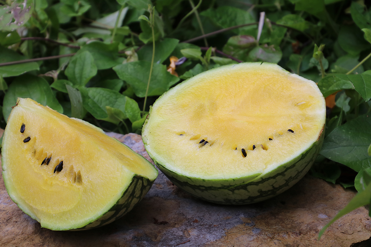 A 'Petite Yellow' watermelon with yellow flesh sliced in half.