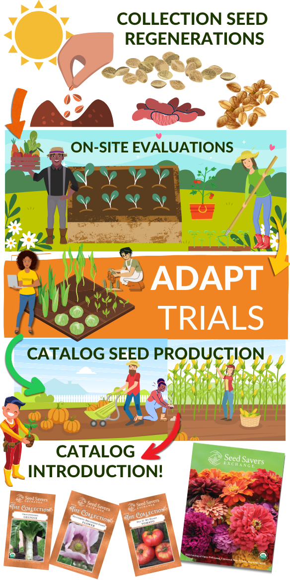 Infographic showing Seed Savers Exchange’s “Collection to Catalog” process, from seed regeneration and evaluation to trials, production, and eventual catalog introduction.