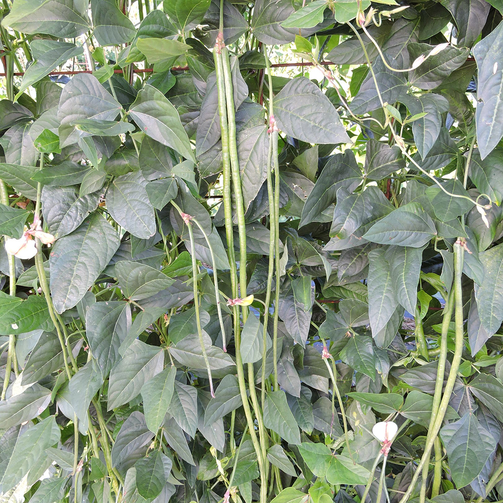 Long green 'Fagiolini Dell'occhio' cowpeas hanging from the vine