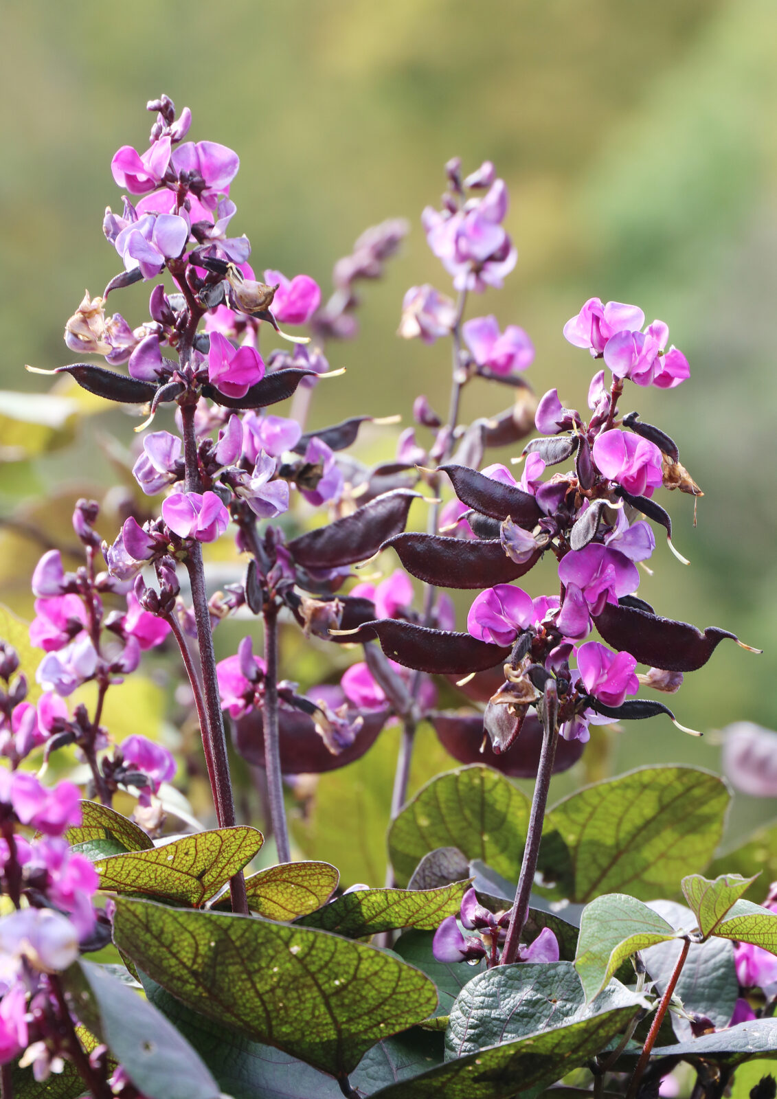 Several purple flowering stocks of 'Ruby Moon' hyacinth bean, with purple seed pods developing