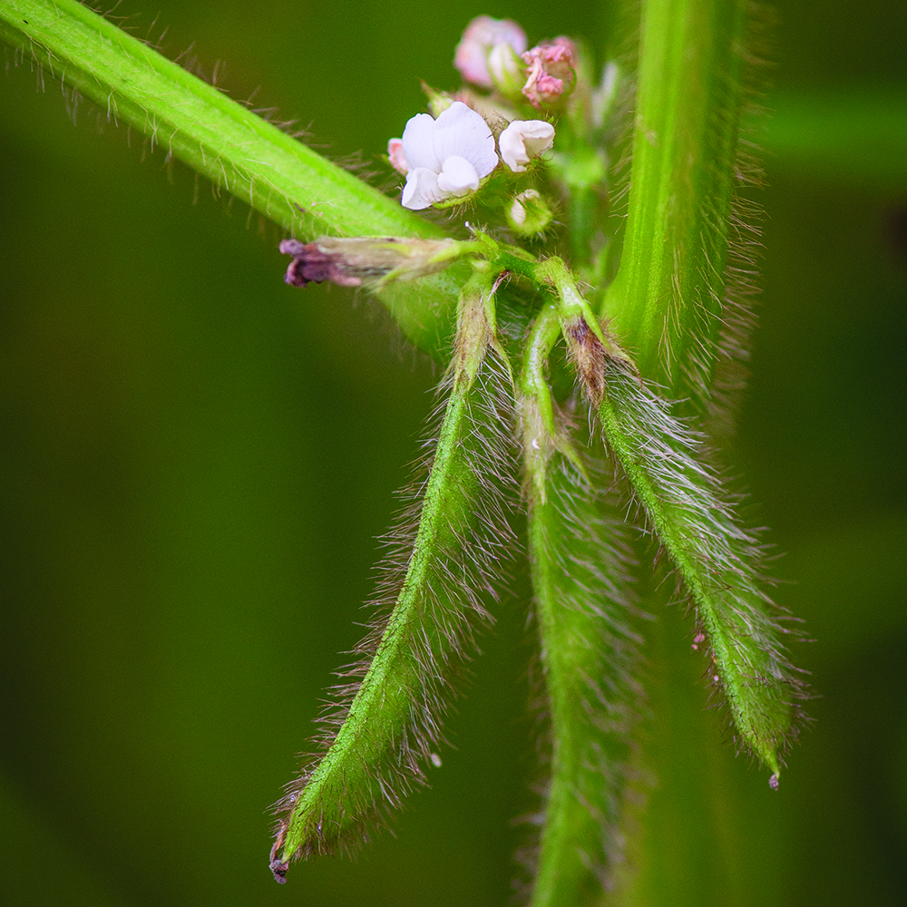 Three young green soybean pods and several soybean flowers hanging from a vine