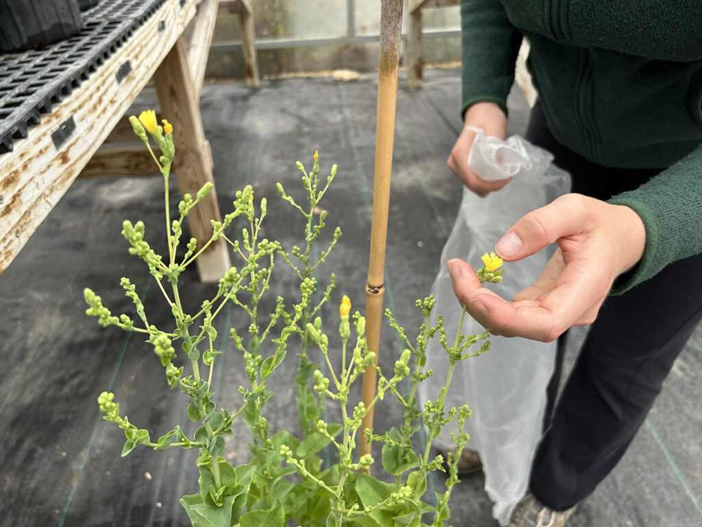 A person takes a mesh bag off of and tends to a flowering lettuce plant in a pot in a greenhouse