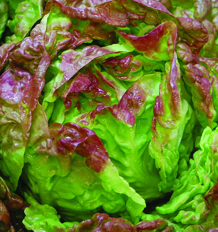 A tightly-formed head of 'Merveille des Quatre Saisons' lettuce with green, red-tinged leaves