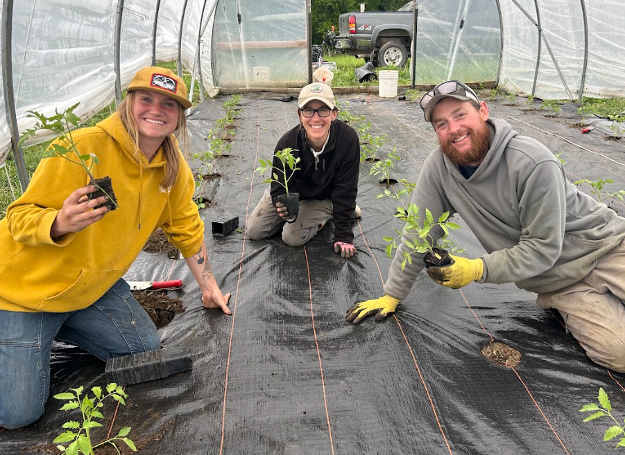 More than 1,950 tomato plants were grown at Heritage Farm in 2025. The use of high tunnels significantly improved efficiency for the farm team and increased overall production.