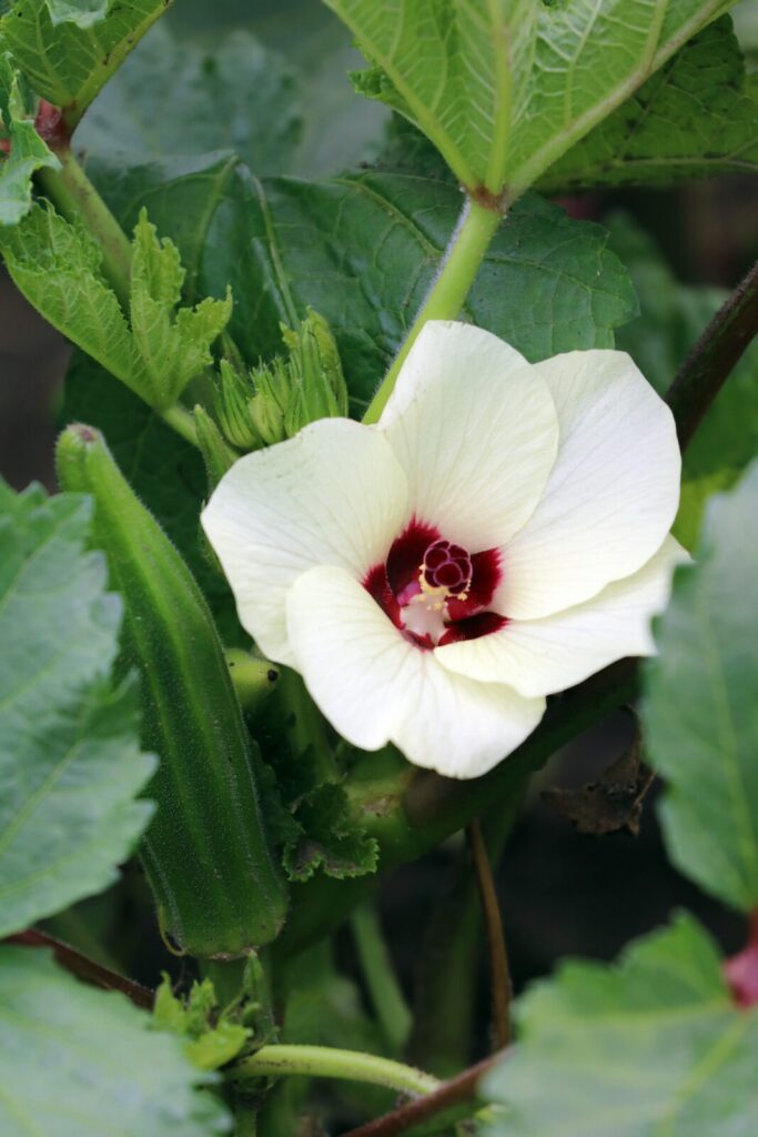 Cajun Jewel okra growing beside a white flower.